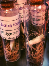 Load image into Gallery viewer, Fixed Alligator Tooth Curio