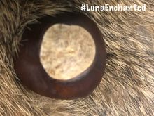 Load image into Gallery viewer, Lucky Buckeye Nut