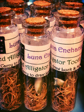 Load image into Gallery viewer, Fixed Alligator Tooth Curio