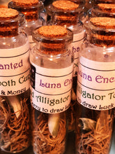 Load image into Gallery viewer, Fixed Alligator Tooth Curio