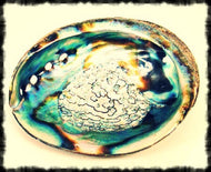 Abalone Shell